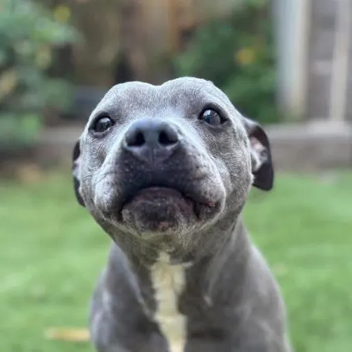 Piggy Sue, a 10 years old female Staffordshire Bull Terrier available for adoption from South East Dog Rescue in Greenhithe, Kent