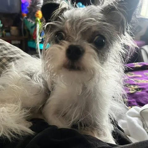 Vera, a 2 years old female Chihuahua available for adoption from South East Dog Rescue in Greenhithe, Kent