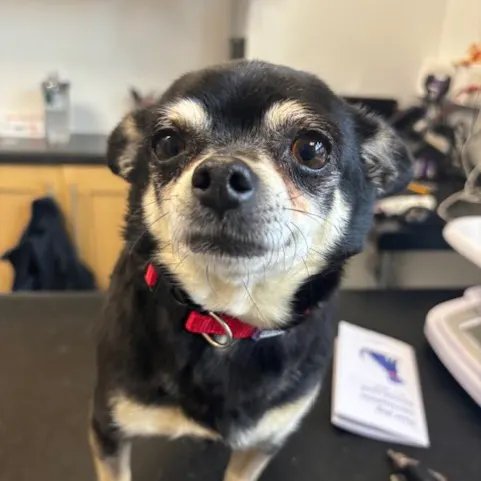 Chubby, a 5 years old female Chihuahua available for adoption from South East Dog Rescue in Greenhithe, Kent