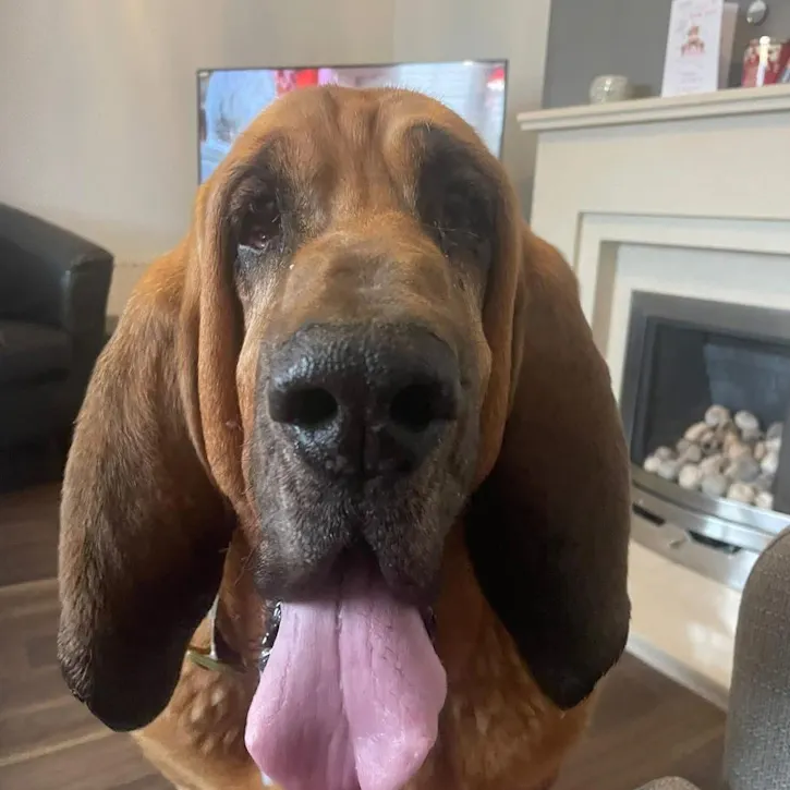 Sherlock, a 7 years old male Bloodhound available for adoption from South East Dog Rescue in Stone Castle, Kent