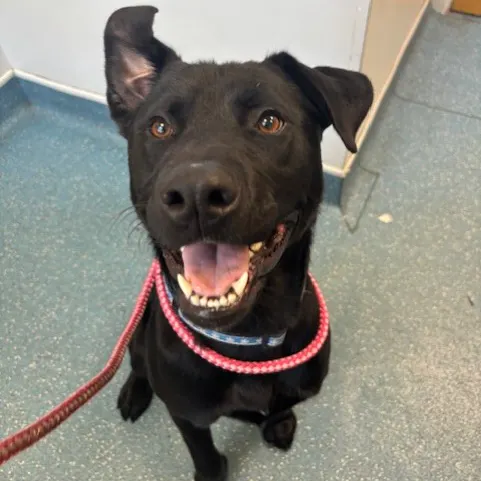 Derek, a 1 year old male Labrador available for adoption from South East Dog Rescue in Greenhithe, Kent