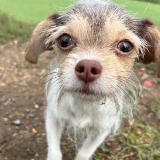 Mojo, a 2 years old male Chihuahua available for adoption from South East Dog Rescue in Greenhithe, Kent