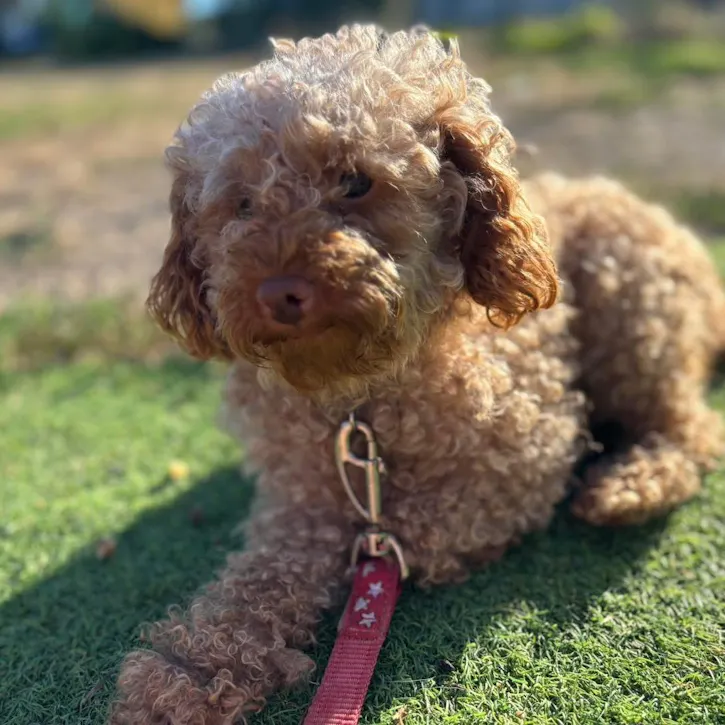 Hope, a 2 years old female Poodle available for adoption from South East Dog Rescue in Greenhithe, Kent