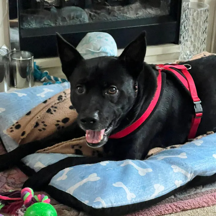 Jethro, a 9 years old male Crossbreed available for adoption from South East Dog Rescue in Greenhithe, Kent