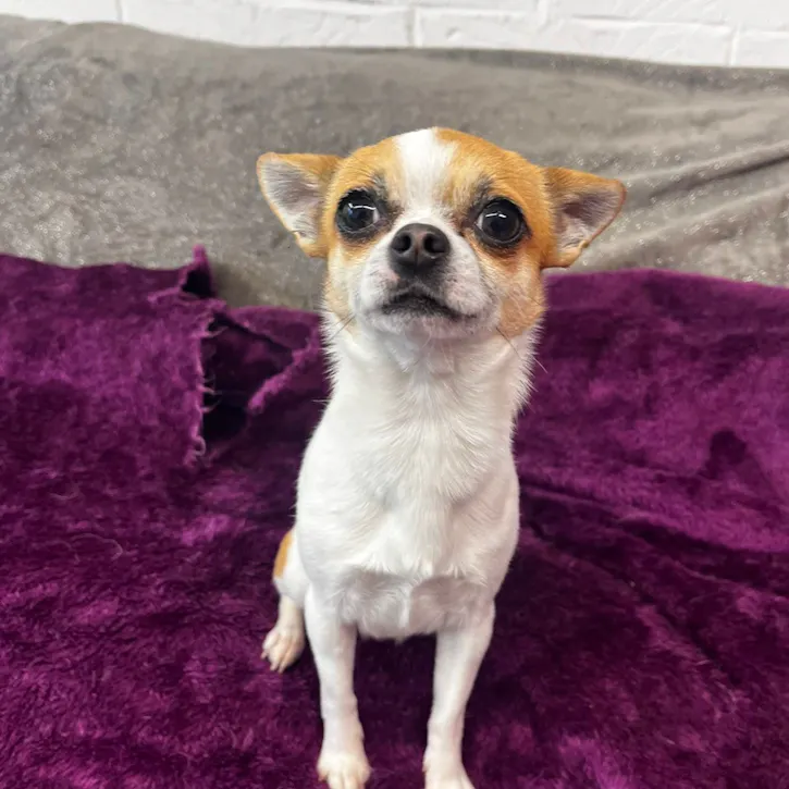 Dax, a 2 years old male Chihuahua available for adoption from South East Dog Rescue in Greenhithe, Kent