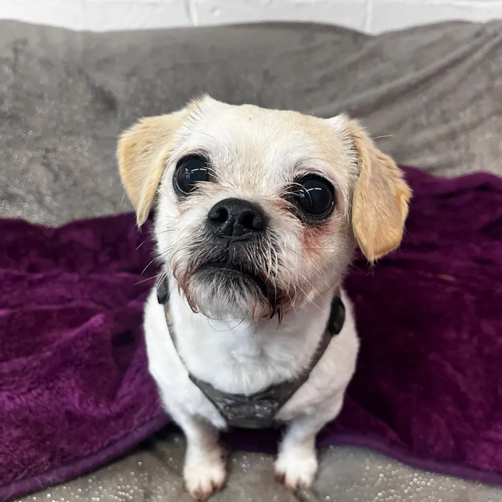 Freya, a 7 years old female Pug X Maltese available for adoption from South East Dog Rescue in Greenhithe, Kent