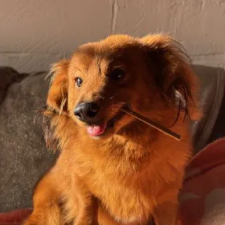 Rudolph, a 2 years old male Dachshund available for adoption from South East Dog Rescue in Greenhithe, Kent