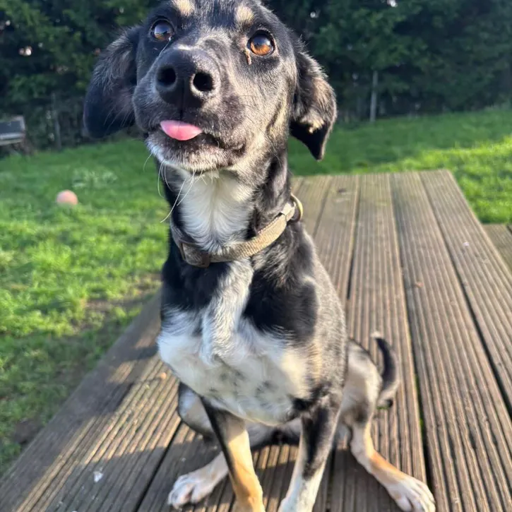 Millie, a 2 years old female Crossbreed available for adoption from South East Dog Rescue in Greenhithe, Kent