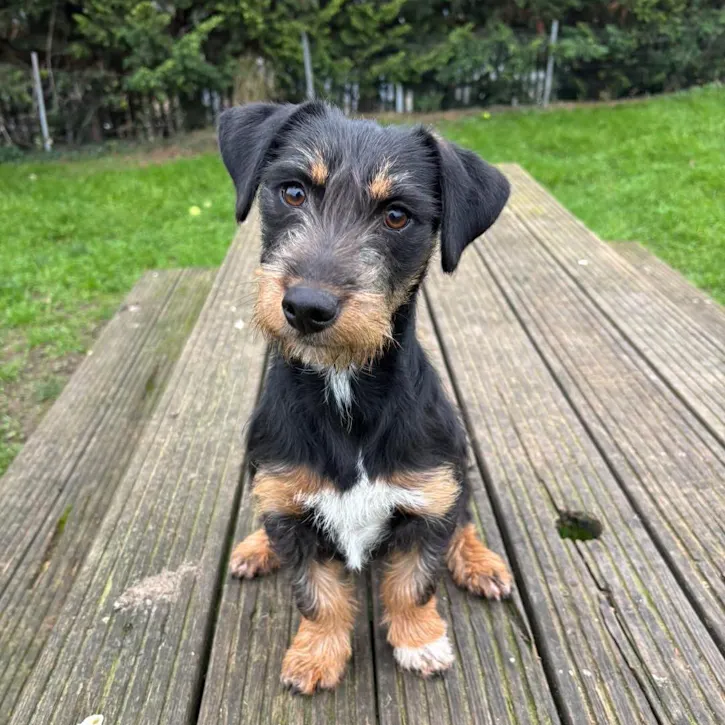 Ivy, a 2 years old female Crossbreed available for adoption from South East Dog Rescue in Greenhithe, Kent