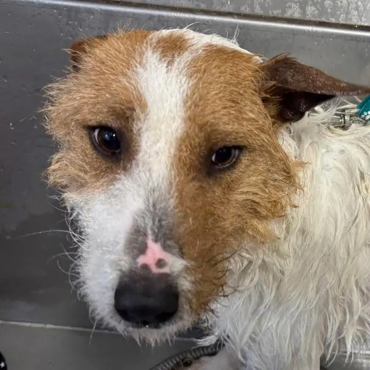 Noel, a 2 years old male Parson Russell Terrier available for adoption from South East Dog Rescue in Greenhithe, Kent