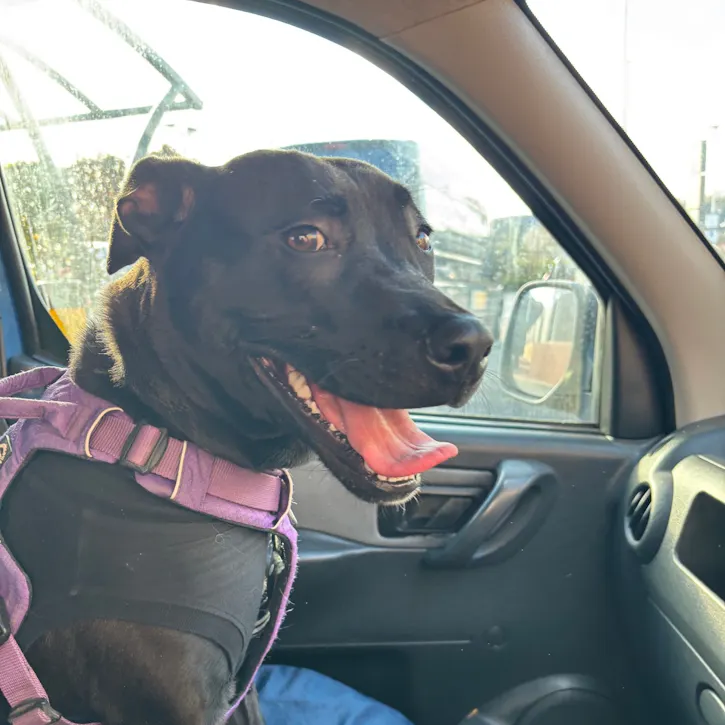 Eve, a 1 year old female Staffordshire Bull Terrier available for adoption from South East Dog Rescue in Greenhithe, Kent