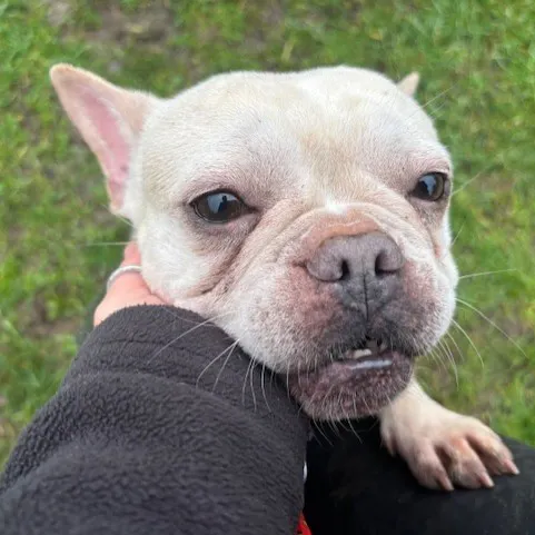 Holly, a 3 years old female French Bulldog available for adoption from South East Dog Rescue in Greenhithe, Kent