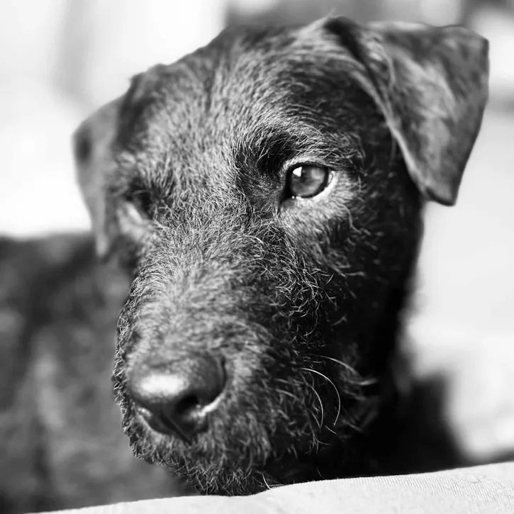 Django, a 2 years old male Patterdale Terrier available for adoption from South East Dog Rescue in Greenhithe, Kent