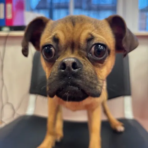 Mickey, a 1 year old male Pug available for adoption from South East Dog Rescue in Greenhithe, Kent