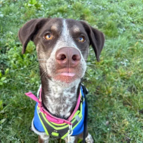 Layla, a 2 years old female Pointer available for adoption from South East Dog Rescue in Greenhithe, Kent