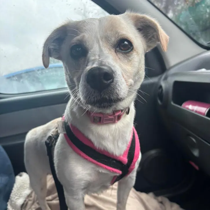 Ozzy, a 5 years old male Jack Russell Terrier X West Highland White Terrier available for adoption from South East Dog Rescue in Greenhithe, Kent
