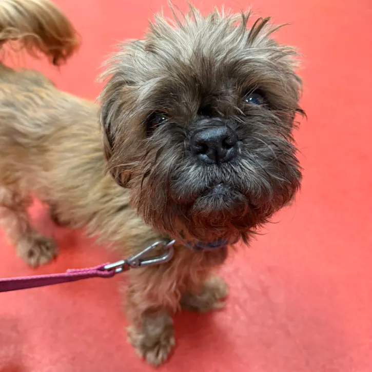 Edna, a 14 years old female Shih Tzu available for adoption from South East Dog Rescue in Greenhithe, Kent