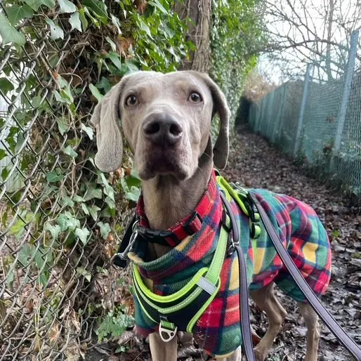 Wilma, a 8 years old female Weimaraner available for adoption from South East Dog Rescue in Greenhithe, Kent