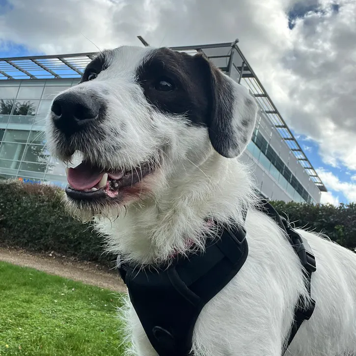 Elton, a 3 years old male Spaniel available for adoption from South East Dog Rescue in Greenhithe, Kent