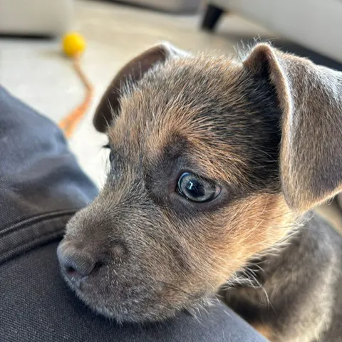 Ozzy, a 3 months old male French Bulldog x Jack Russell Terrier available for adoption from South East Dog Rescue in Greenhithe, Kent
