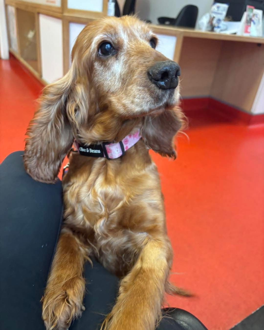 Tango, a 10 years old female Cavalier King Charles Spaniel available for adoption from South East Dog Rescue in Kent