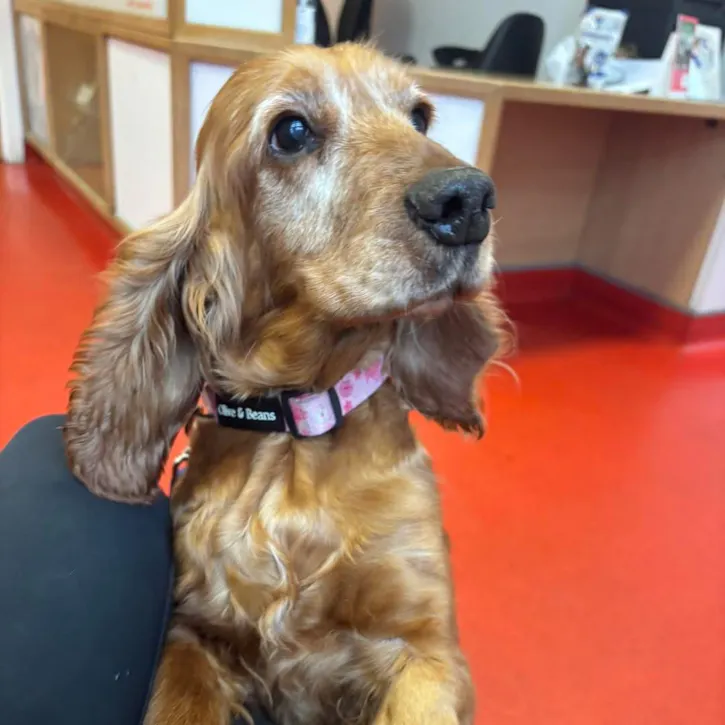 Tango, a 10 years old female Cavalier King Charles Spaniel available for adoption from South East Dog Rescue in Kent