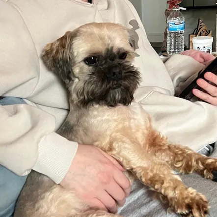Trevor, a 6 years old male Shih Tzu available for adoption from South East Dog Rescue in Kent