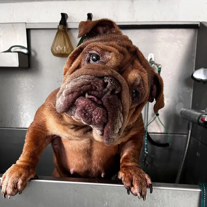 Layla, a 6 years old female Bulldog available for adoption from South East Dog Rescue in Kent