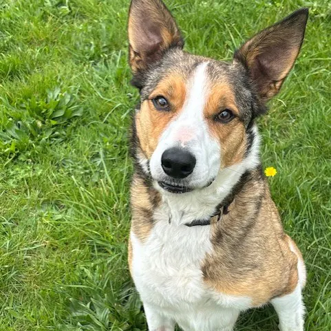 Jaxon, a 6 years old male Border Collie available for adoption from South East Dog Rescue in Kent