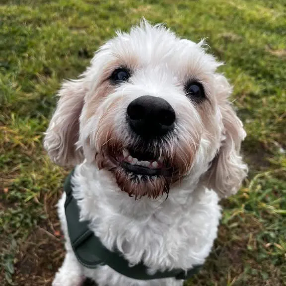 Brogan, a 9 years old male Cavalier King Charles Spaniel X Bichon Frise available for adoption from South East Dog Rescue in Kent