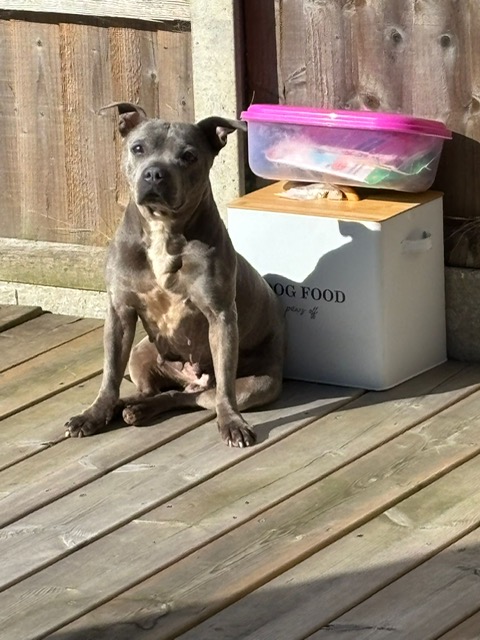 Peggy, a 11 years old female Staffordshire Bull Terrier available for adoption from South East Dog Rescue in Kent