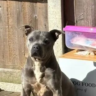 Peggy, a 11 years old female Staffordshire Bull Terrier available for adoption from South East Dog Rescue in Kent