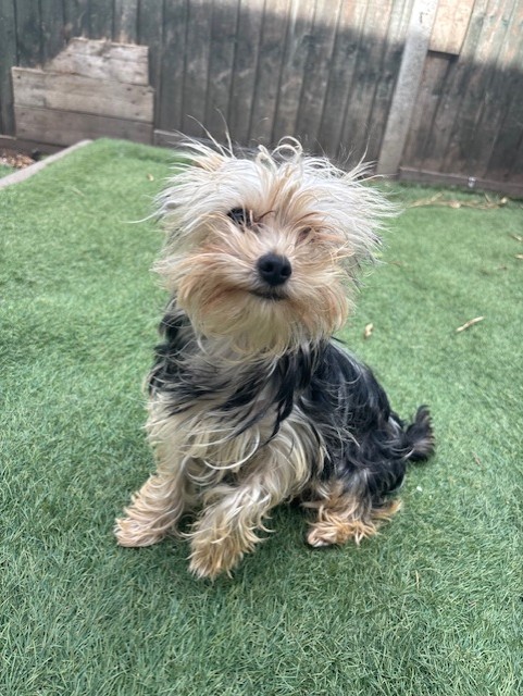 Queenie Weenie Beanie, a 9 months old female Yorkshire Terrier available for adoption from South East Dog Rescue in Kent