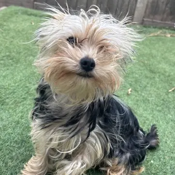 Queenie Weenie Beanie, a 9 months old female Yorkshire Terrier available for adoption from South East Dog Rescue in Kent