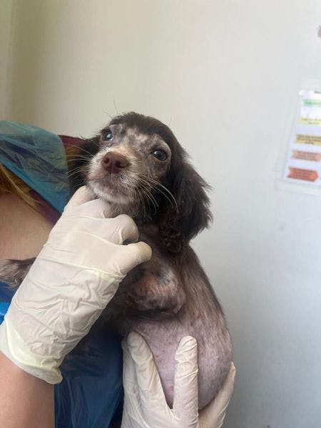 Penelope the dog being held