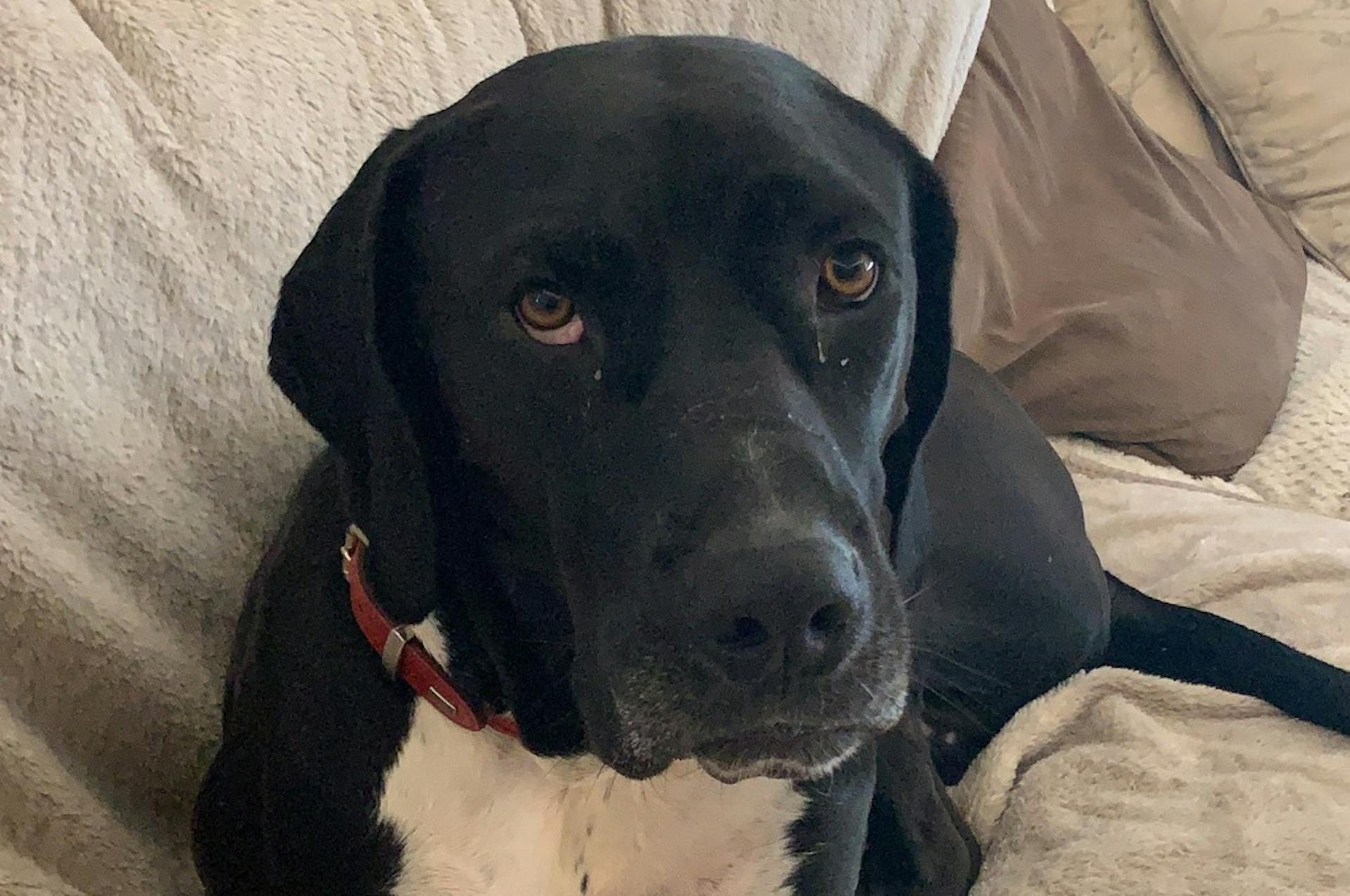 Rocky the dog