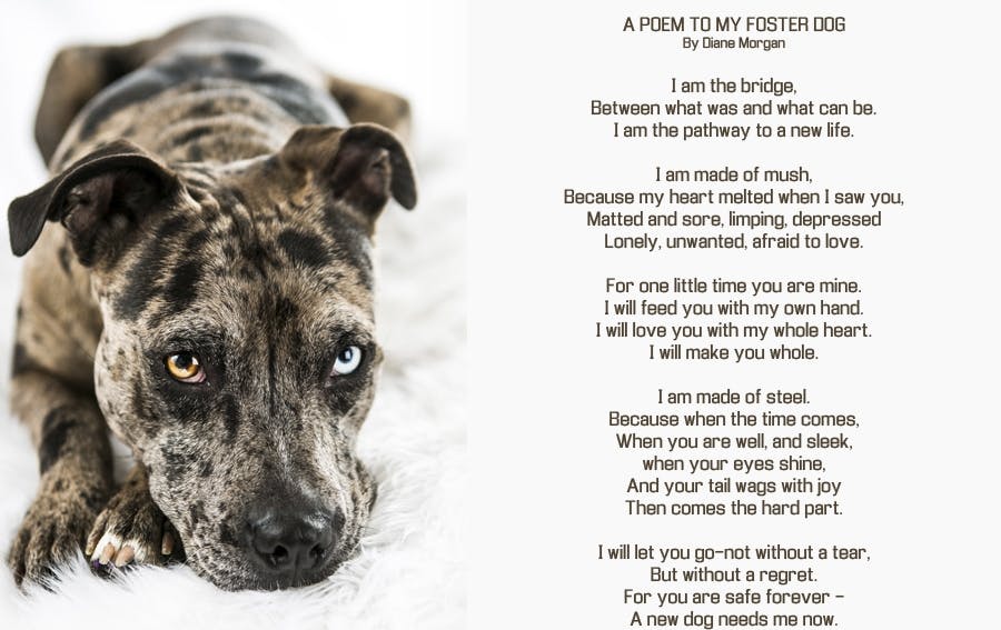 A poem to my foster dog