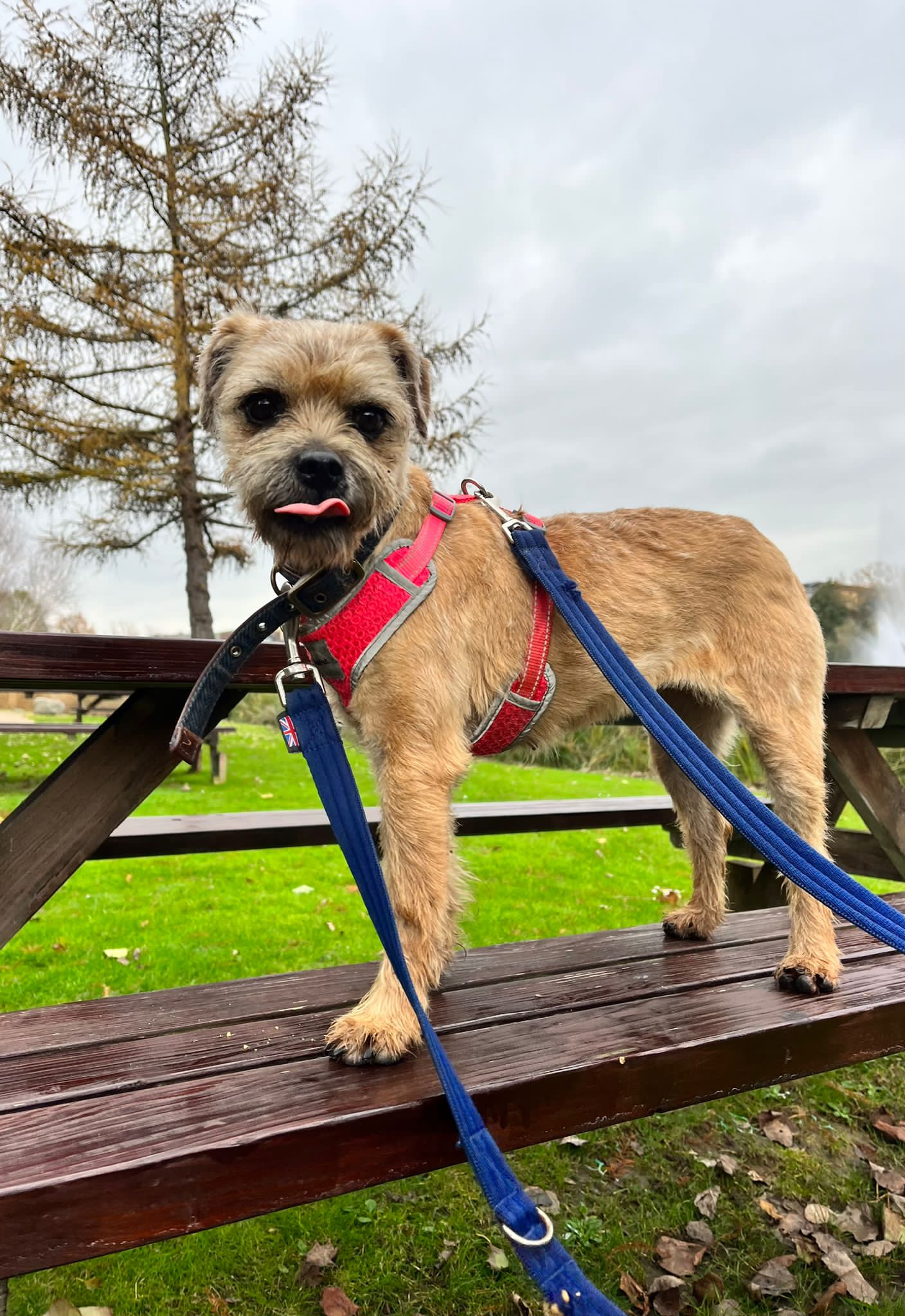 Betty Adopt
