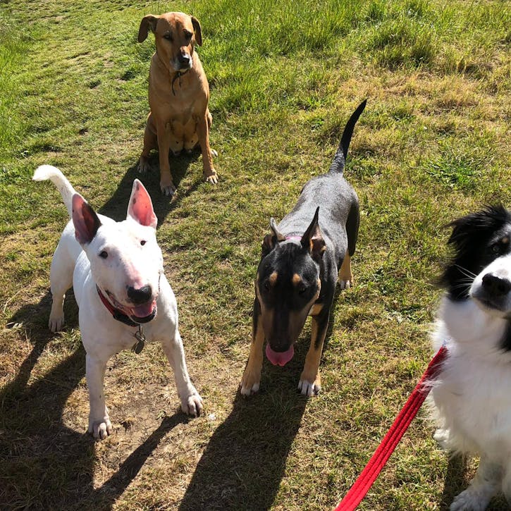 4 dogs standing on the grass