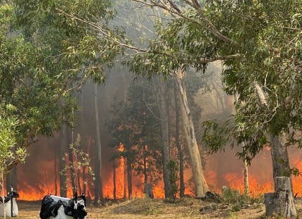 Bushfire