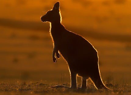 Kangaroo