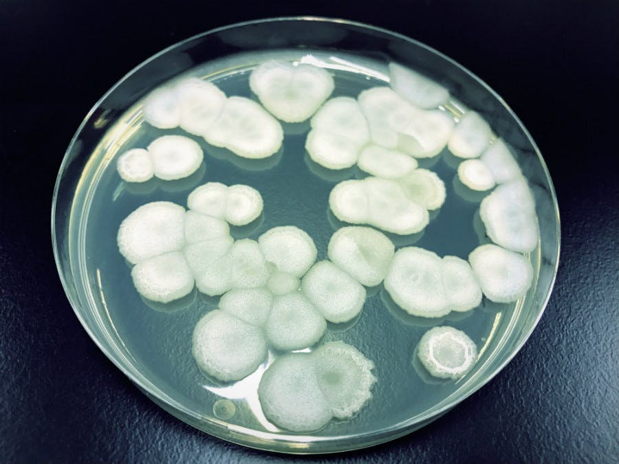 Petri dish with bacteria