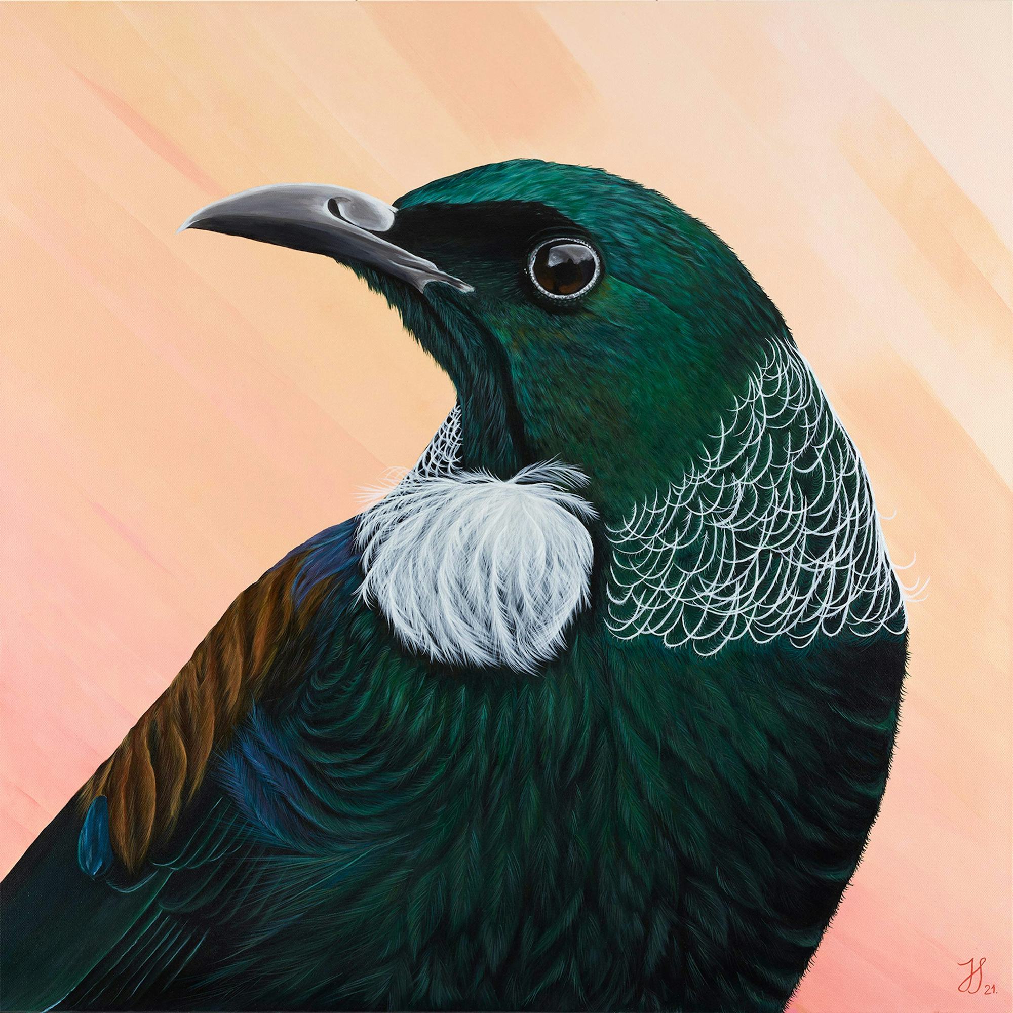 Original painting of a stunning NZ native Tui bird in all its beauty.
