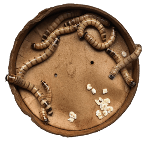 Meelwormen in een bakje