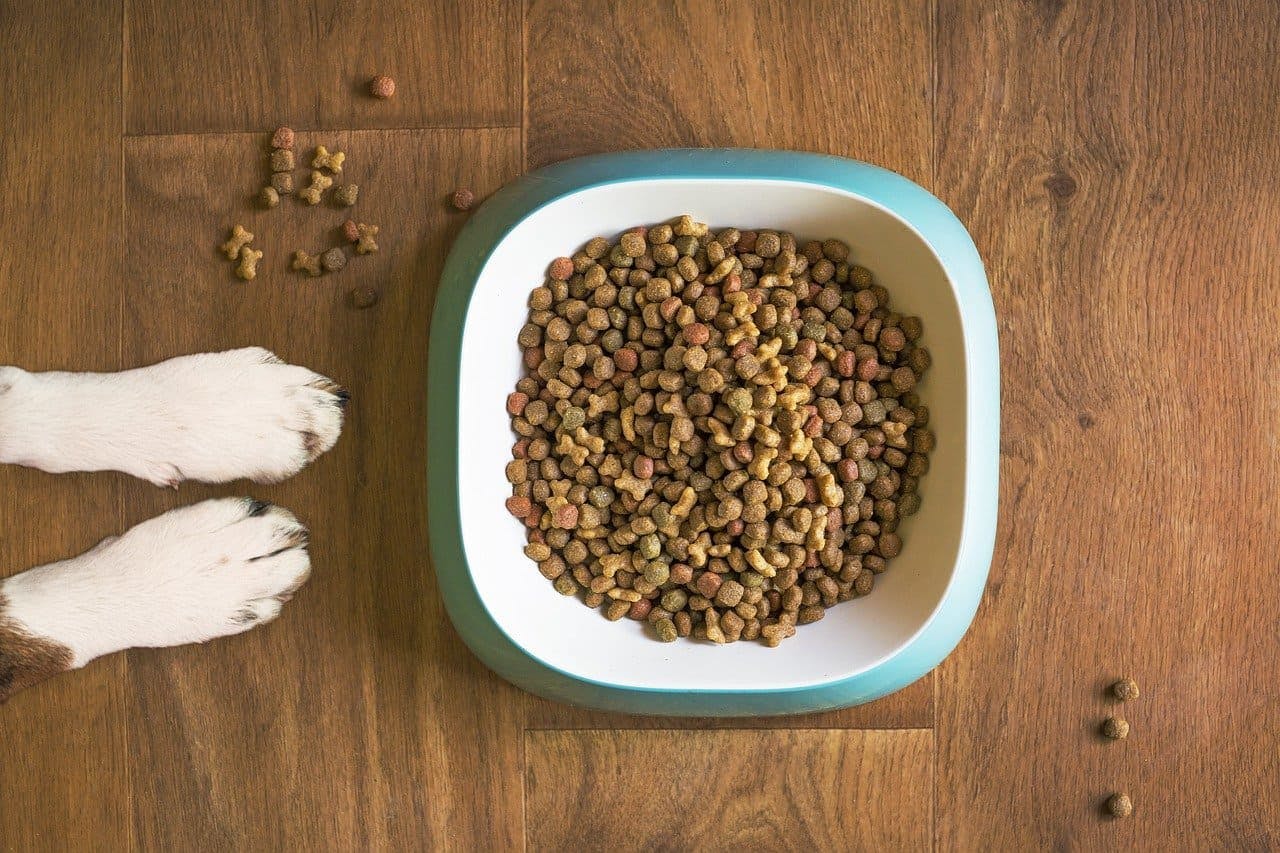 zooplus_Hundefutter Hundepfoten vor Napf mit Hundefutter