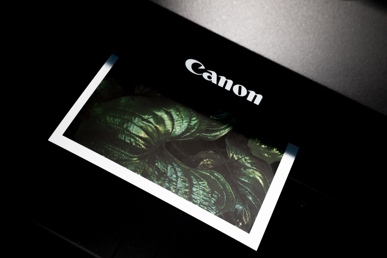 Gedrucktes farbiges Foto mit einer Pflanze von einem Canon Drucker