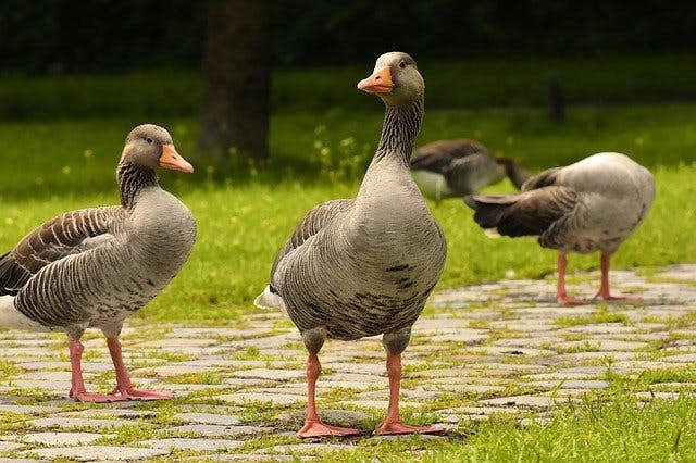 Gänse im Gras