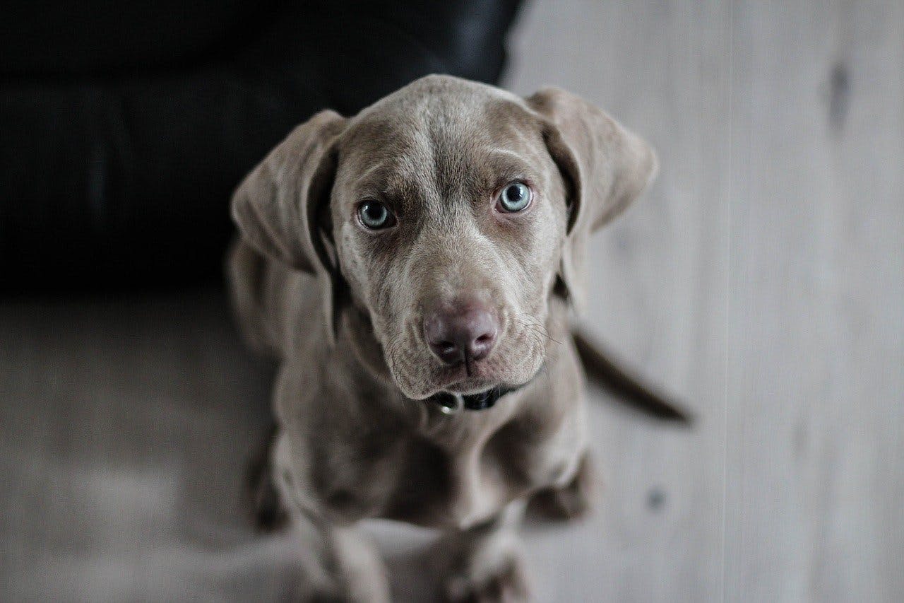 Wolfsblut Gutschein Weimaraner Hund schaut mit seinen blauen Kulleraugen direkt in die Kamera