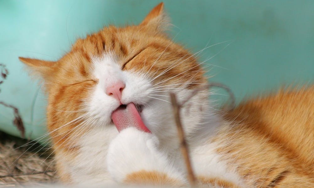 Katze Kategorie GDE Rotes Kätzchen leckt sich ihre Pfote