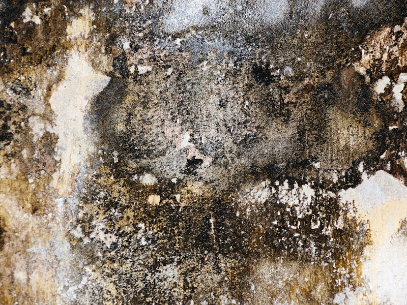Schimmel an der Wand